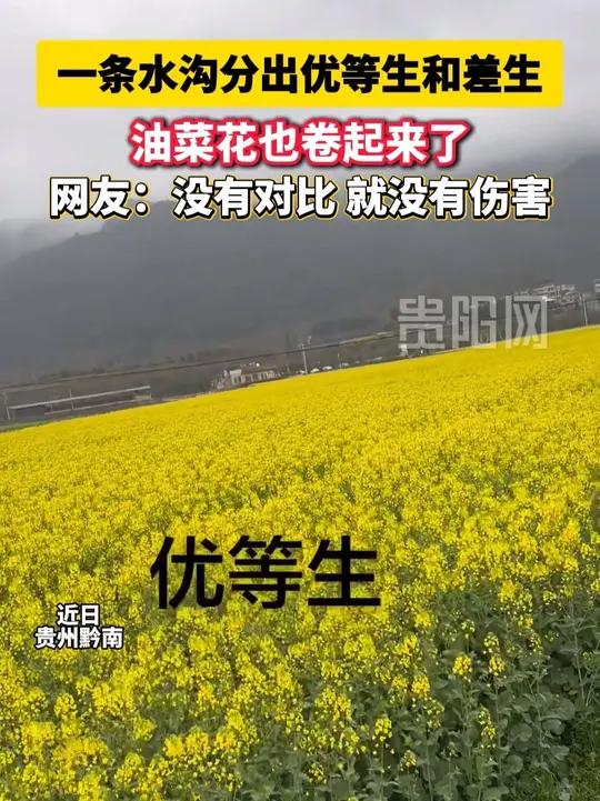 一条水沟分出优等生和差生,油菜花也卷起来了。网友:没有对比,就没有伤害 #贵州 #油菜花