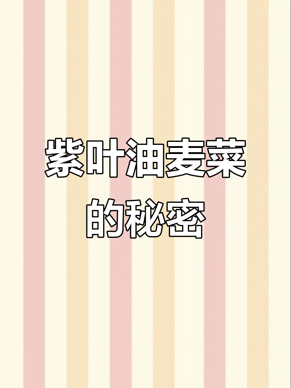 紫色油麦菜种植记:花青素含量微乎其微,但心情大不同