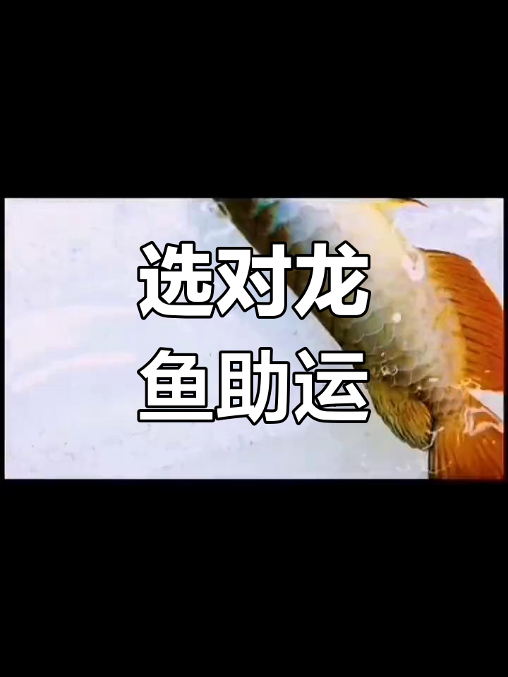 龙鱼风水揭秘:如何选择适合的龙鱼品种,带来好运