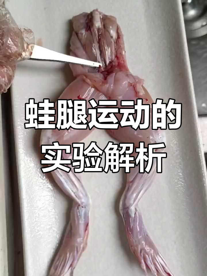 蛙腿运动原理揭秘:神经刺激与肌肉收缩