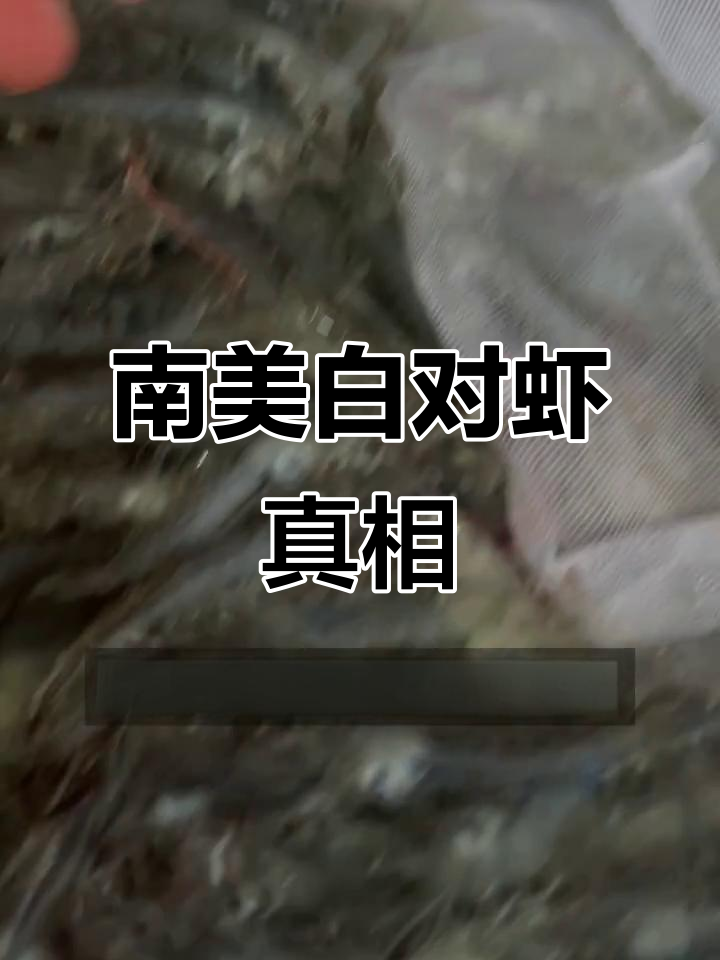 南美白对虾需严格水质管理,安全检测确保无药水残留