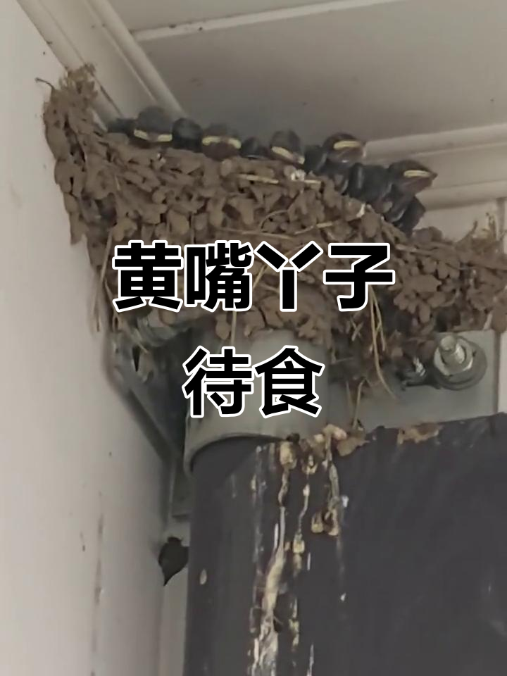 家里燕子都飞了,黄嘴鸭还在地上等吃的!