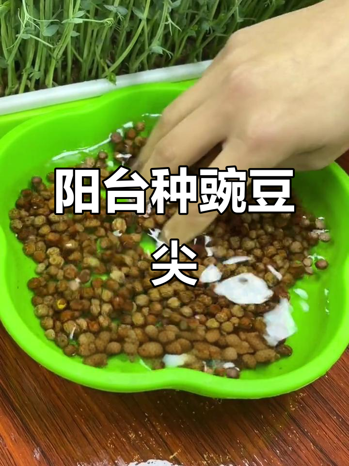 在家轻松种植豌豆尖,水培芽苗菜教程