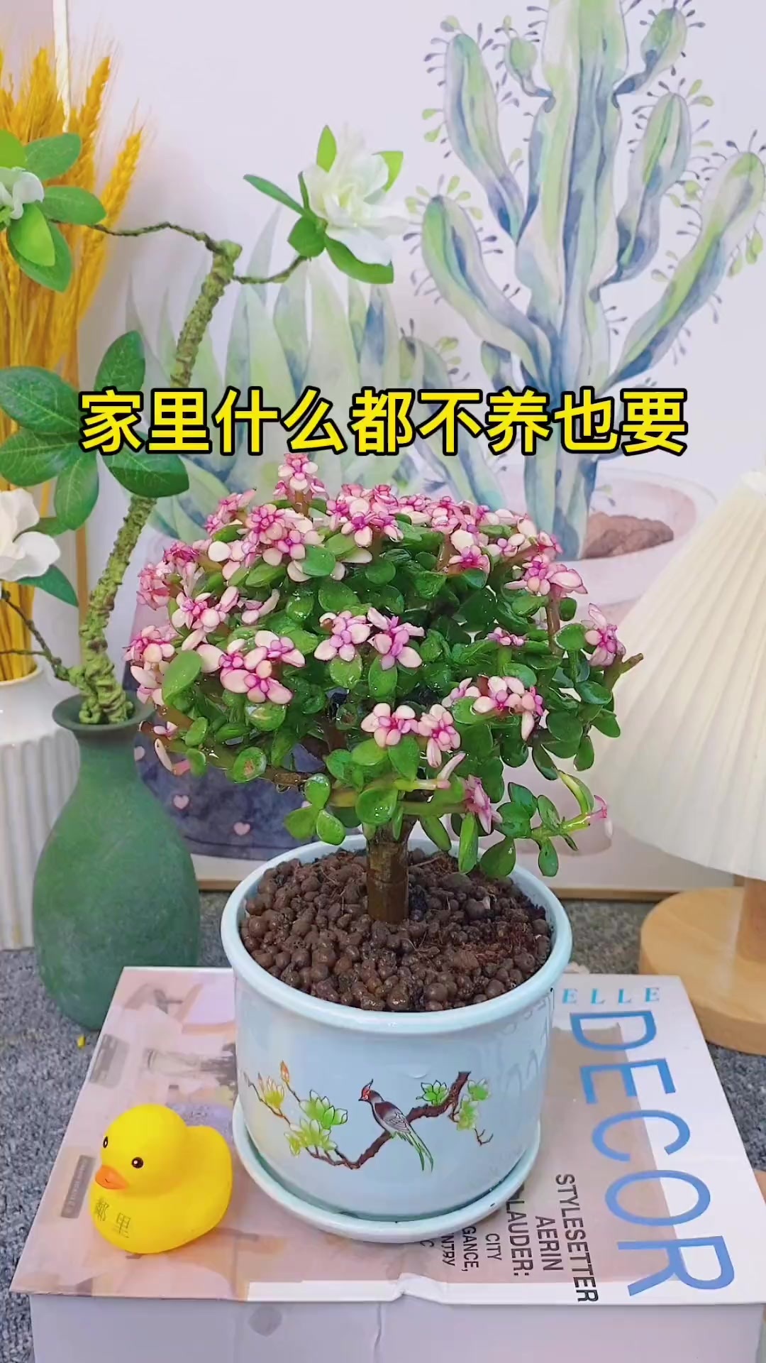 金枝玉叶盆栽造型老桩罕见多肉植物稀有品种