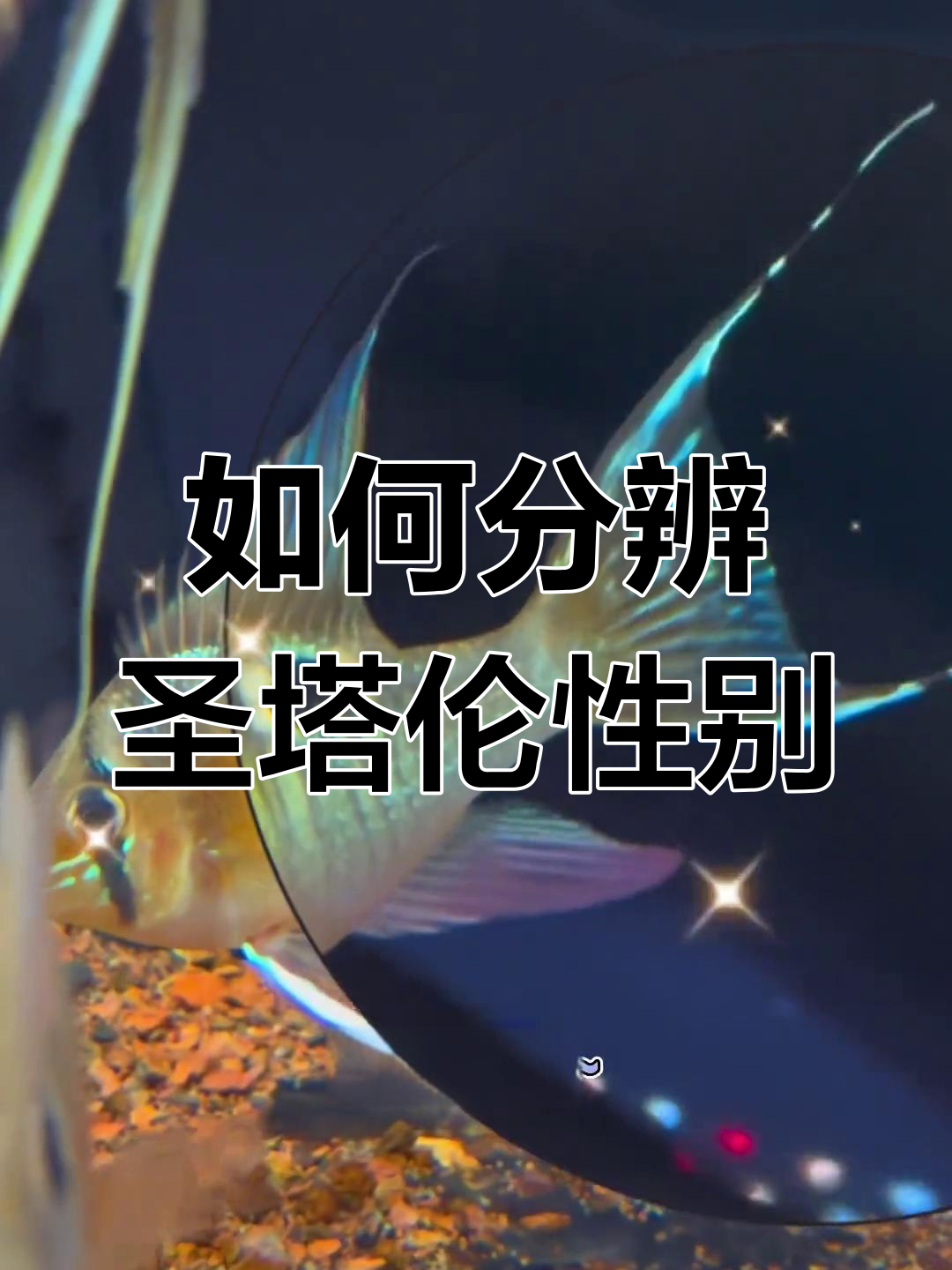 圣塔伦月亮宝石公母区分技巧