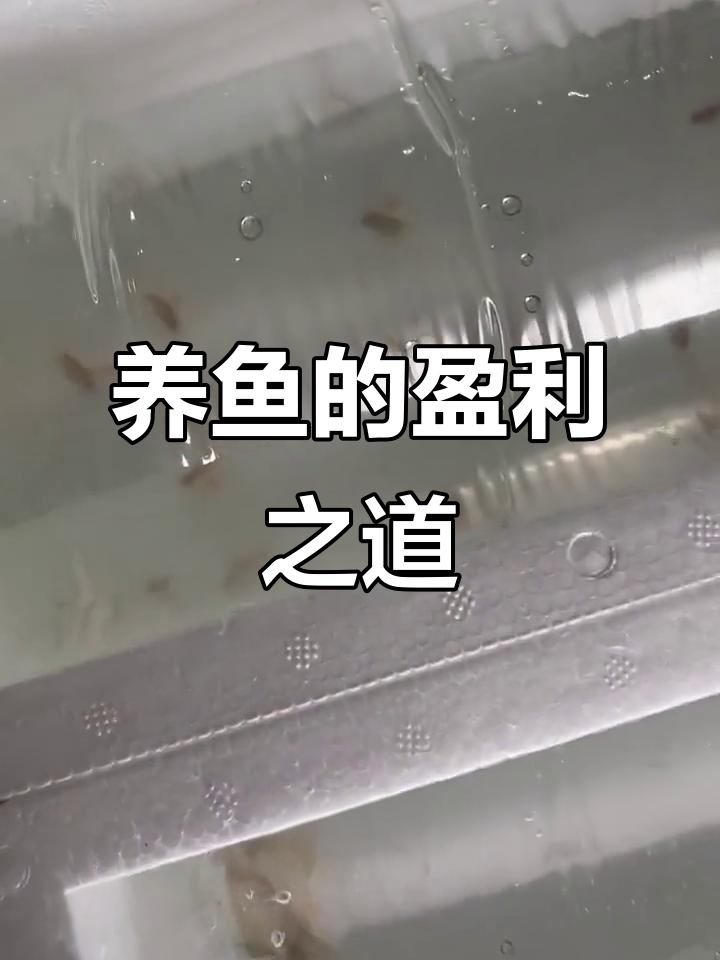 观赏鱼行业如何赚钱?低端与高端的差别分析