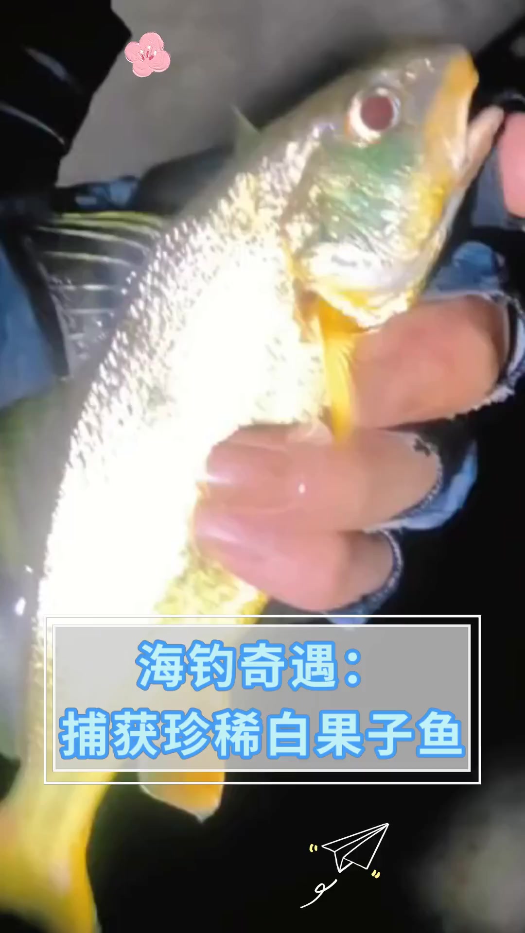 海钓奇遇:捕获珍稀白果子鱼