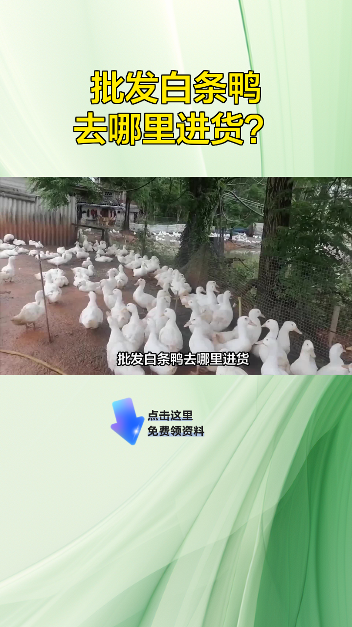 批发白条鸭去哪里进货?