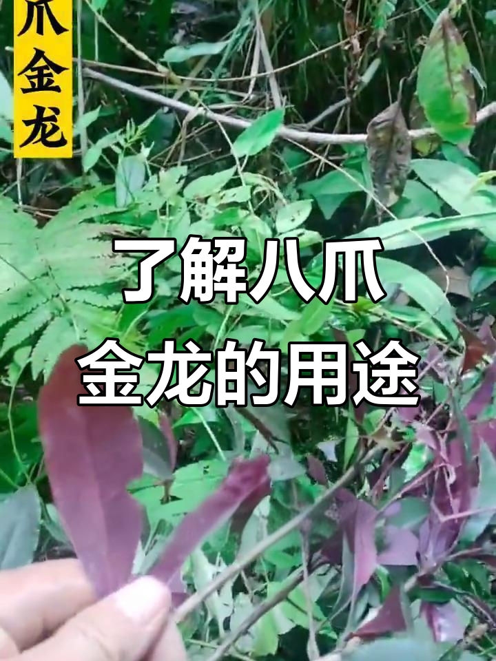 八爪金龙:民间草药,根部有神奇作用