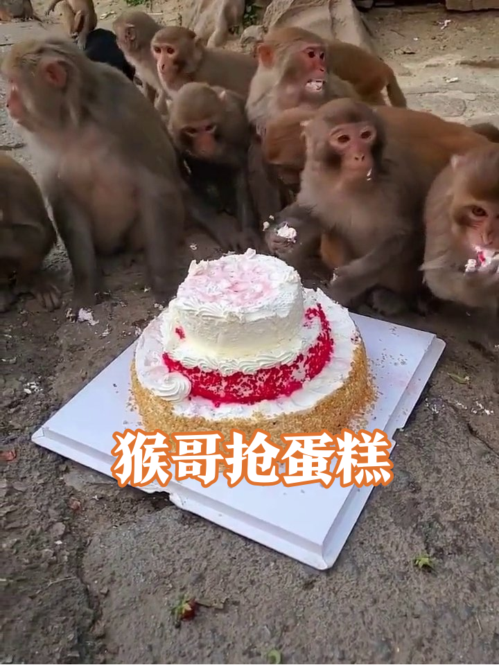 猴子们为抢蛋糕大打出手,奶油糊脸笑喷!