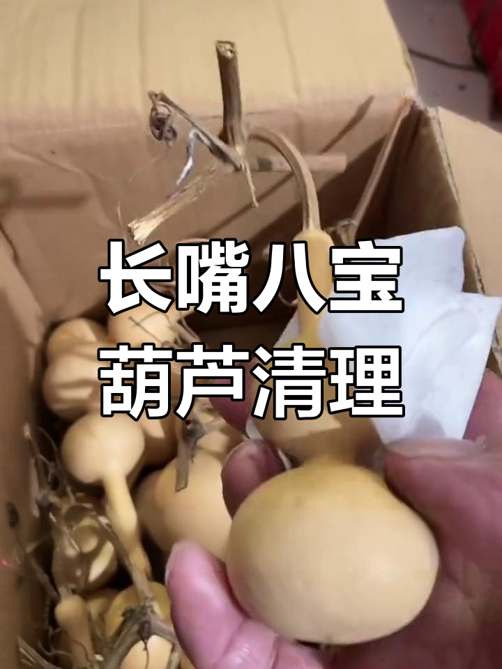 清理长嘴八宝葫芦,六十斤大挑战