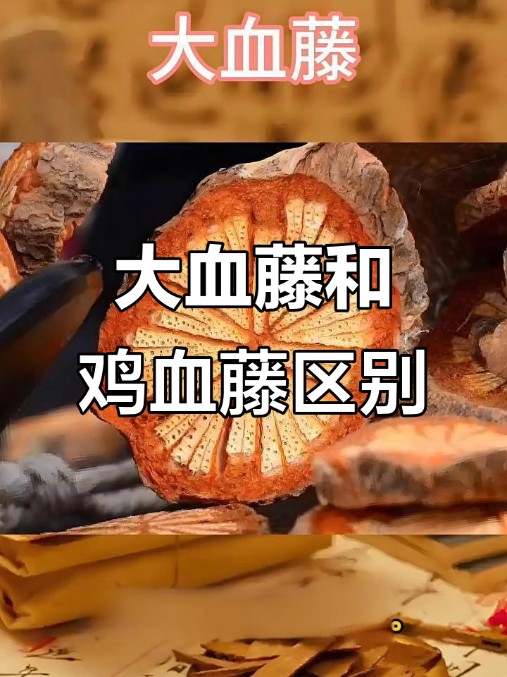 大血藤与鸡血藤的区别,你了解吗?