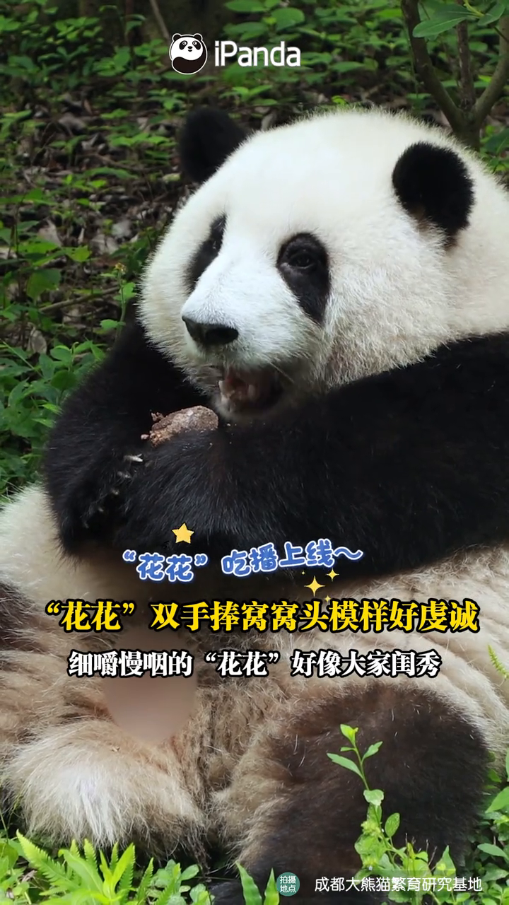 这么可爱,这么圆润的熊猫!大声告诉我,它叫啥?