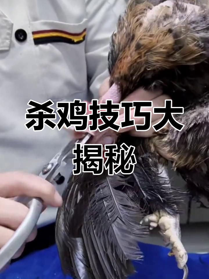杀鸡新法:剪刀切口,水温控制拔毛更轻松!