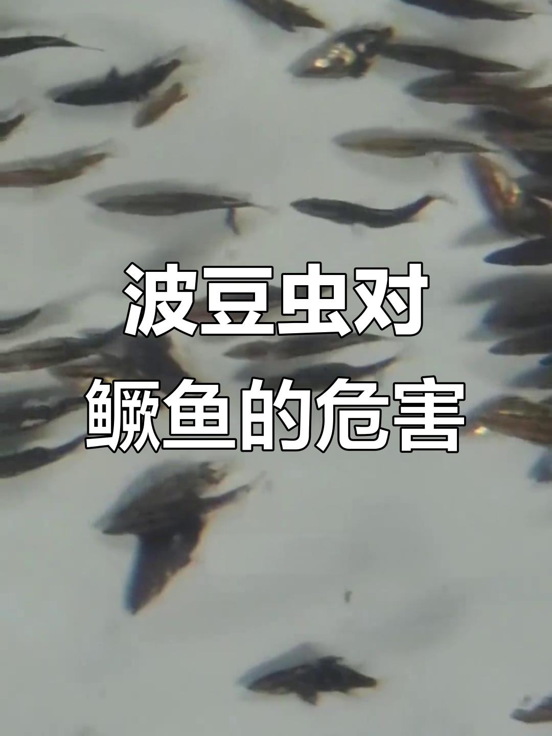 波豆虫危害鳜鱼苗期,如何发现与治疗