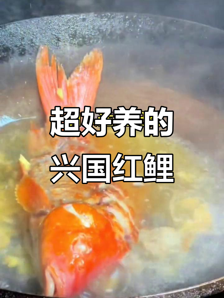 兴国红鲤鱼苗,颜值与食力并存!超易养,美味又好看