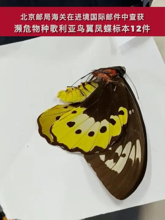 北京邮局海关查获濒危物种歌利亚鸟翼凤蝶标本12件。北京海关所属北京邮局海关在进境国际邮件中