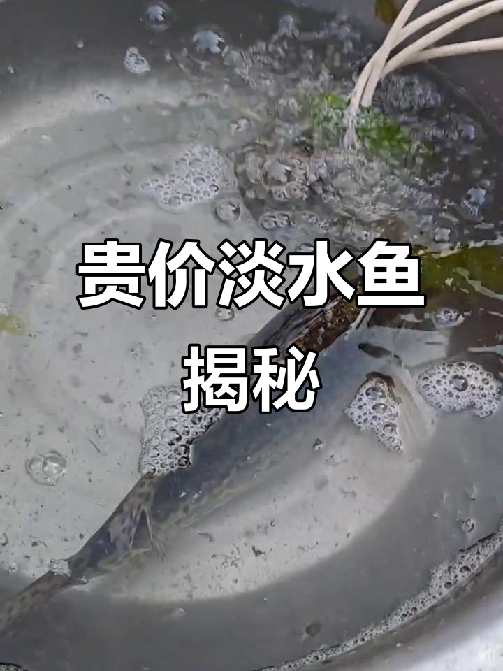淡水鱼中的“贵族”,你猜多少钱一斤?