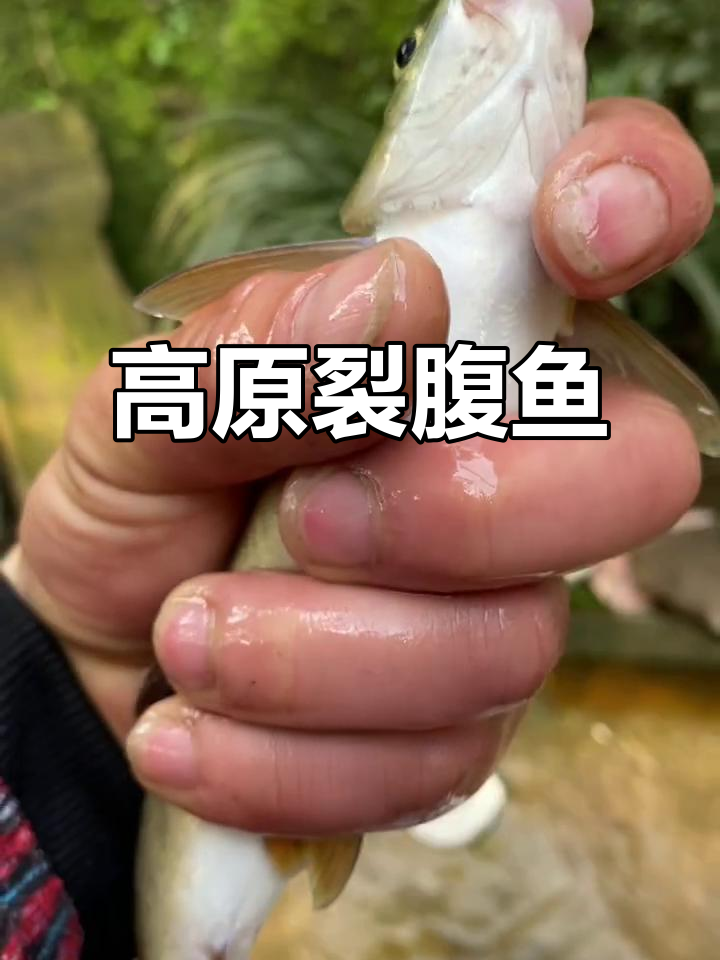 裂腹鱼:高原冷水鱼类,独特鳞片结构揭秘