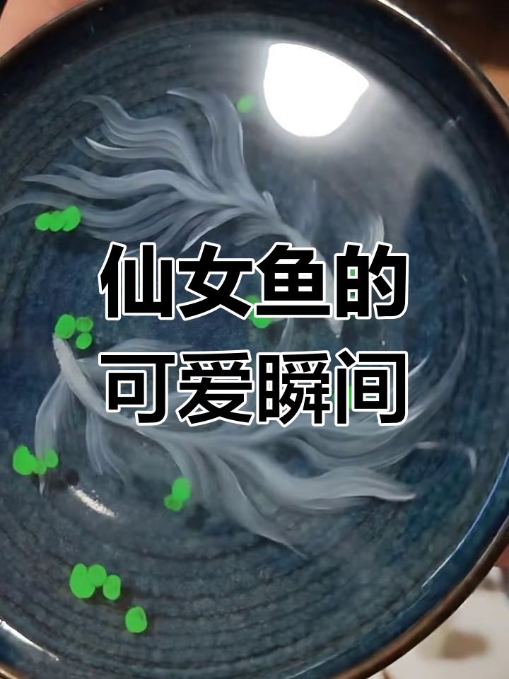 仙女鱼捧在手心,萌态十足