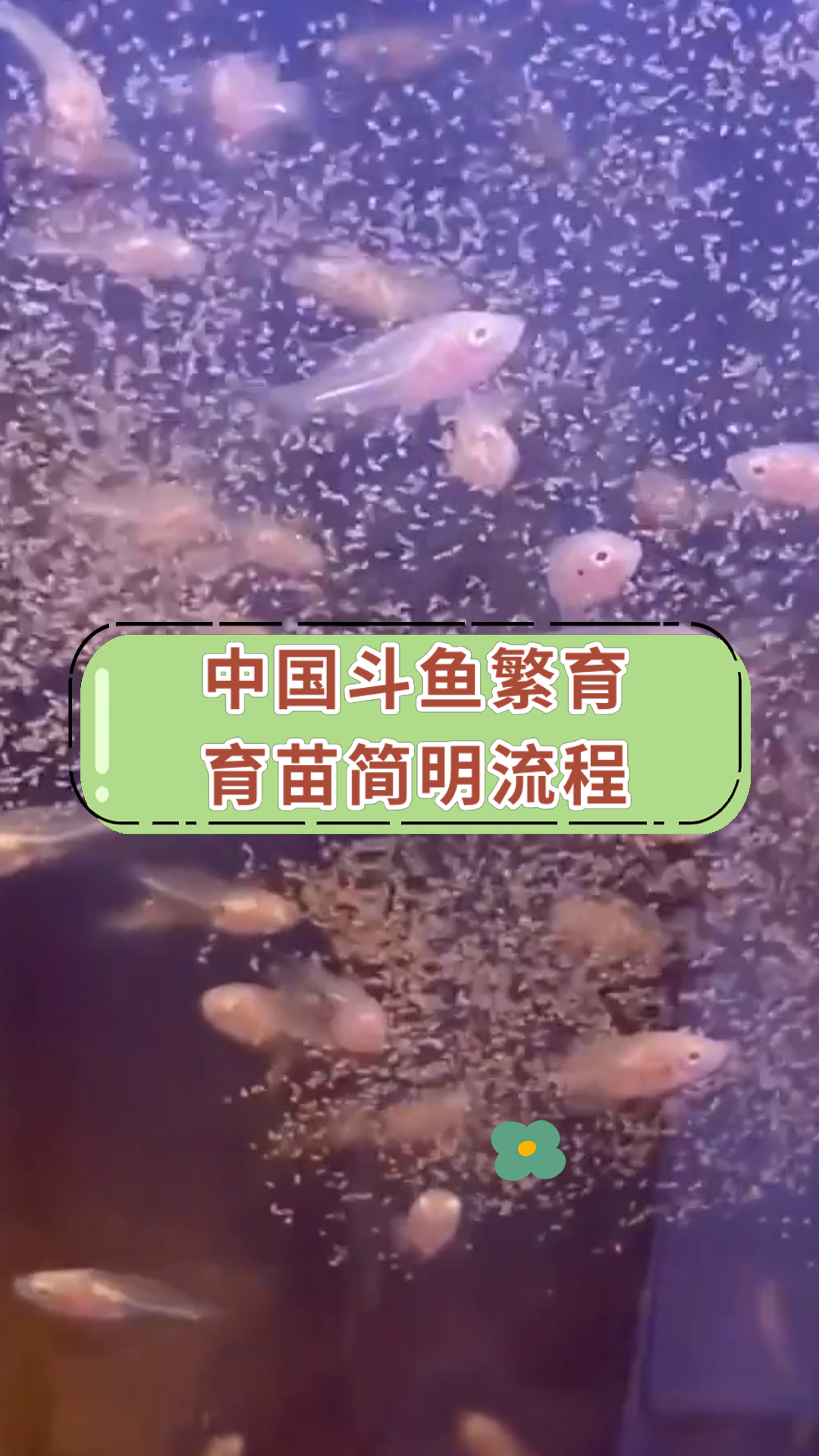 中国斗鱼繁育育苗简明流程