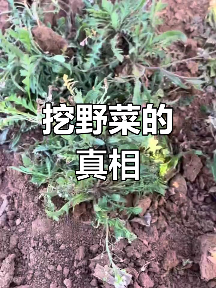 王宝钗挖野菜为爱情,我则是嘴馋驱使