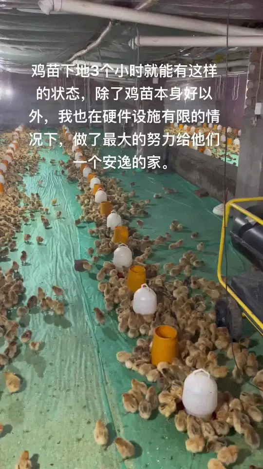我们孵化厂的乌皮土三小鸡苗又进场开启育雏啦