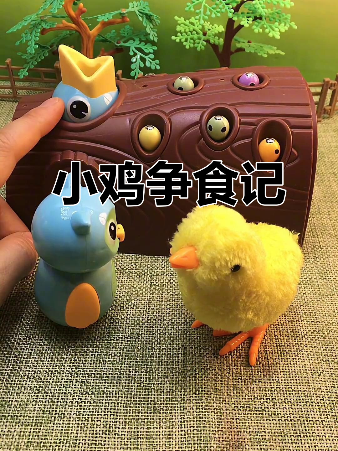 小鸡饿得不行,竟然和小朋友抢虫吃!