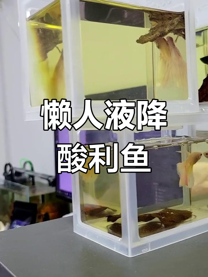 斗鱼缸加榄仁叶,水质更适宜