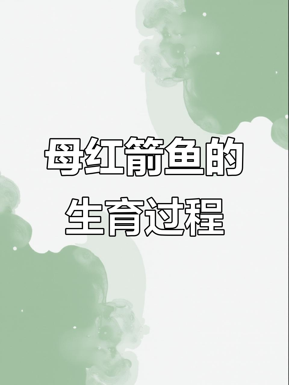 红箭鱼繁殖技巧:从胎斑到生产的全程记录