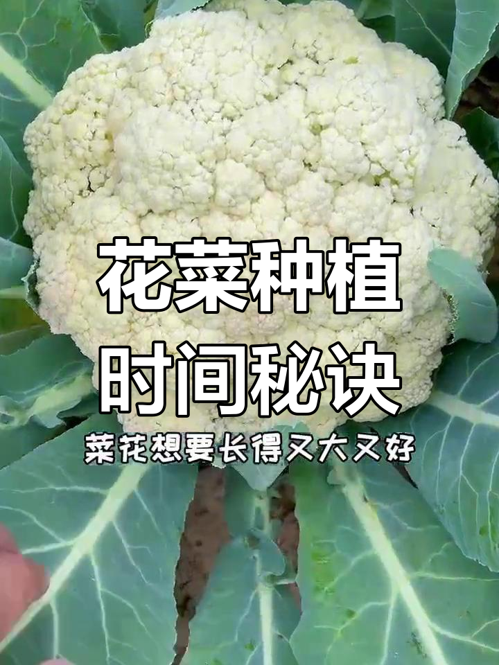 菜花种植技巧:如何把握时机
