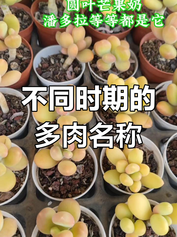 多肉植物的多变魅力:从芒果美人到潘多拉