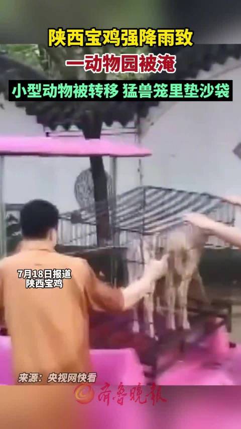 「陕西宝鸡强降雨致一动物园被淹 工作人员抓紧救助」由于强降雨影响,陕西宝鸡市区出现内涝,宝