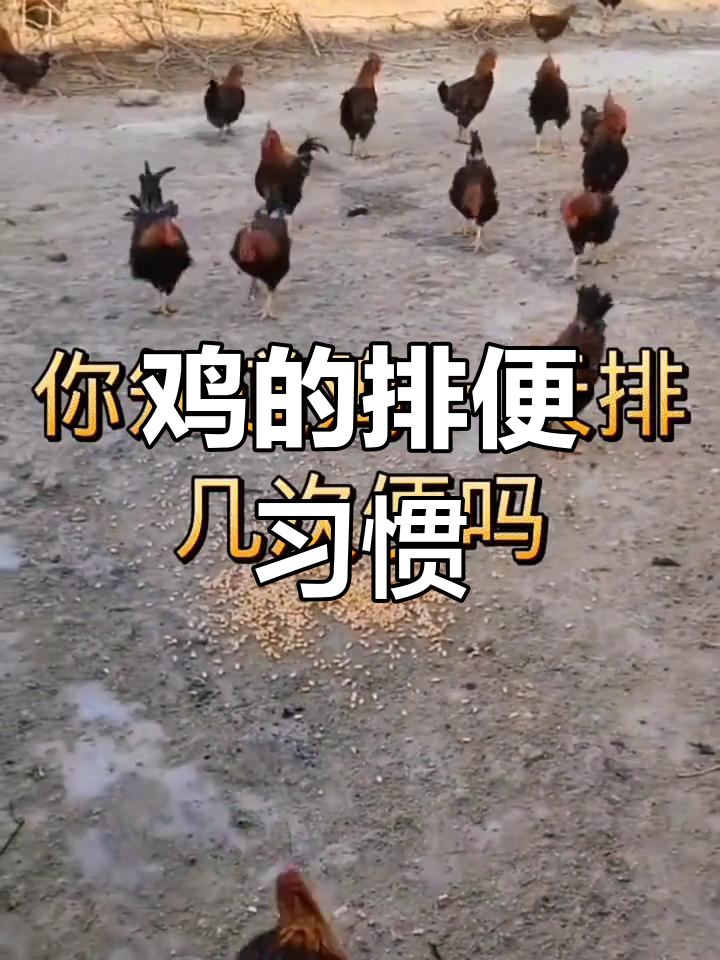 鸡粪便正常状态解析