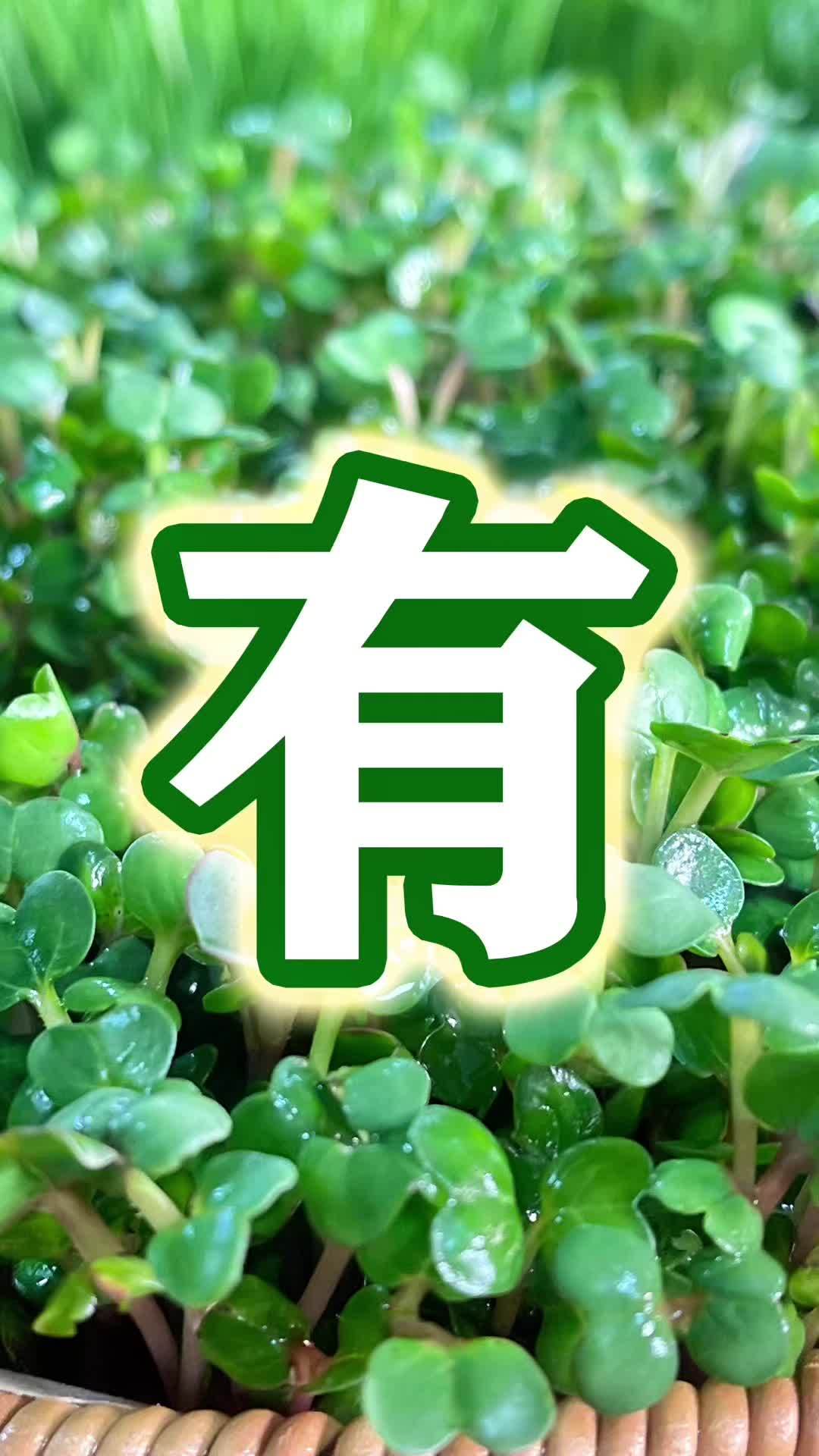 无土栽培芽苗菜 水培芽苗菜,只用自来水就能长成的绿色蔬菜 芽苗菜 芽苗菜种植 芽苗菜设备 