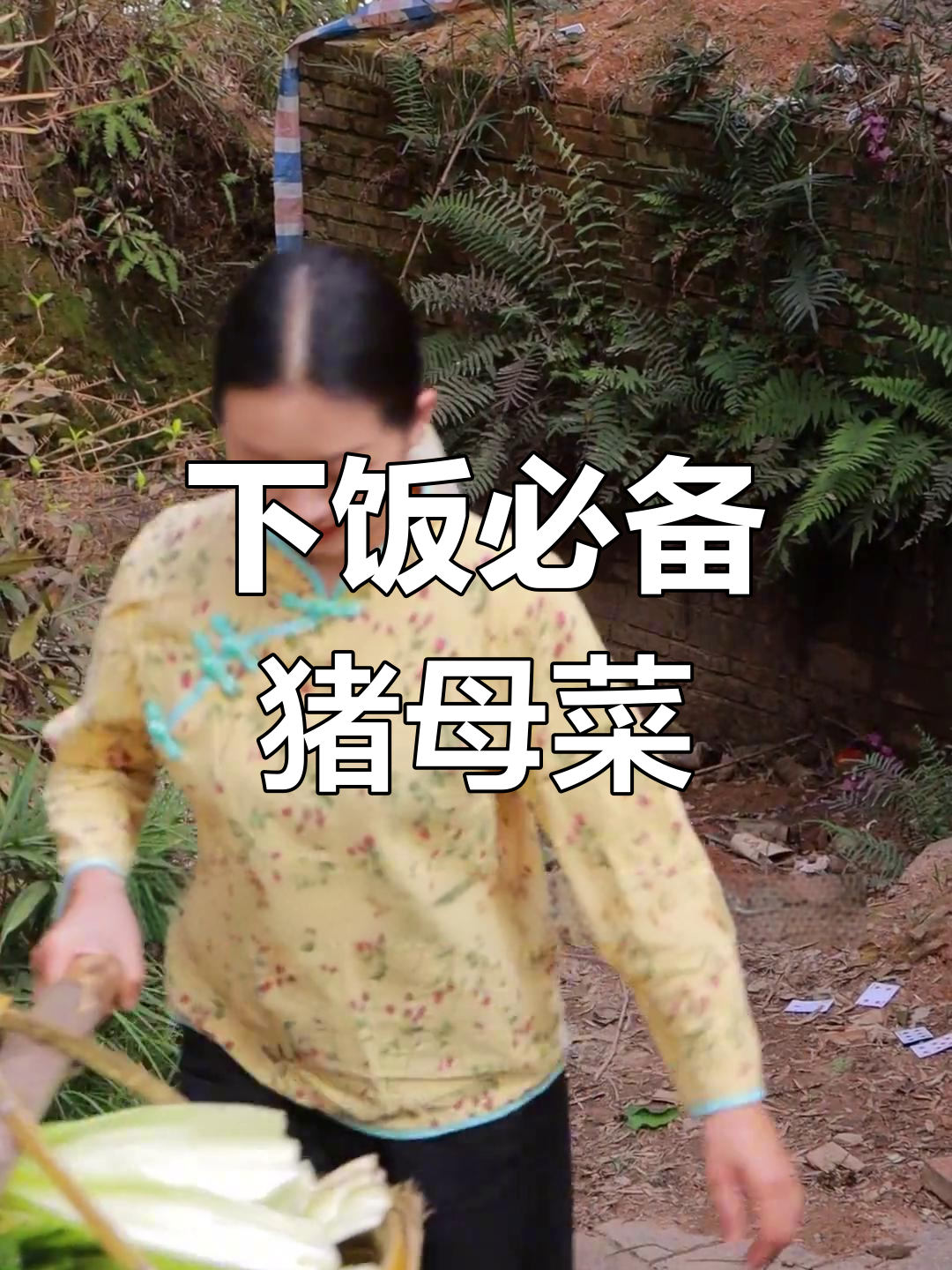 家乡的猪母菜,妈妈用酒糟煮的下饭菜