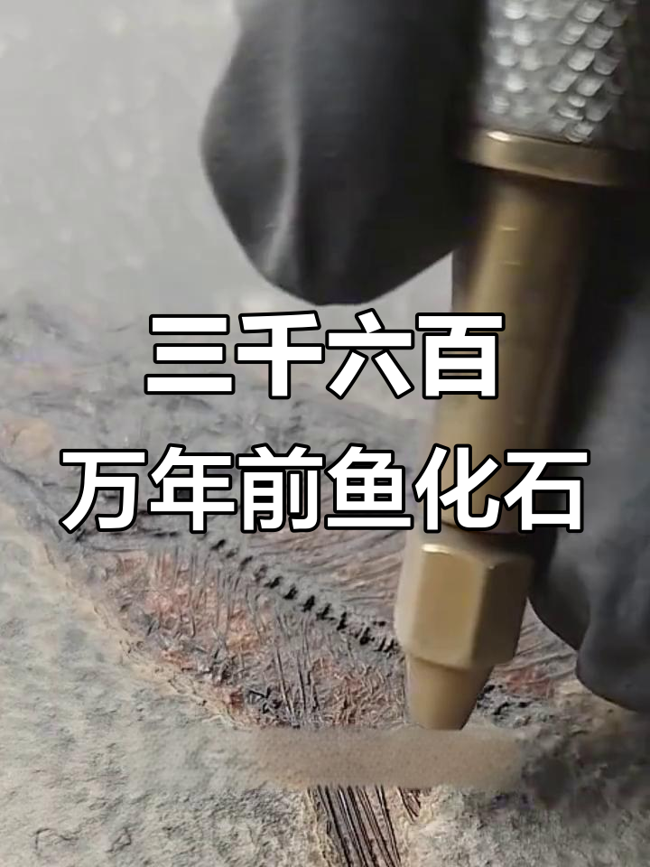揭秘三千六百万年前鱼化石的惊人制作过程