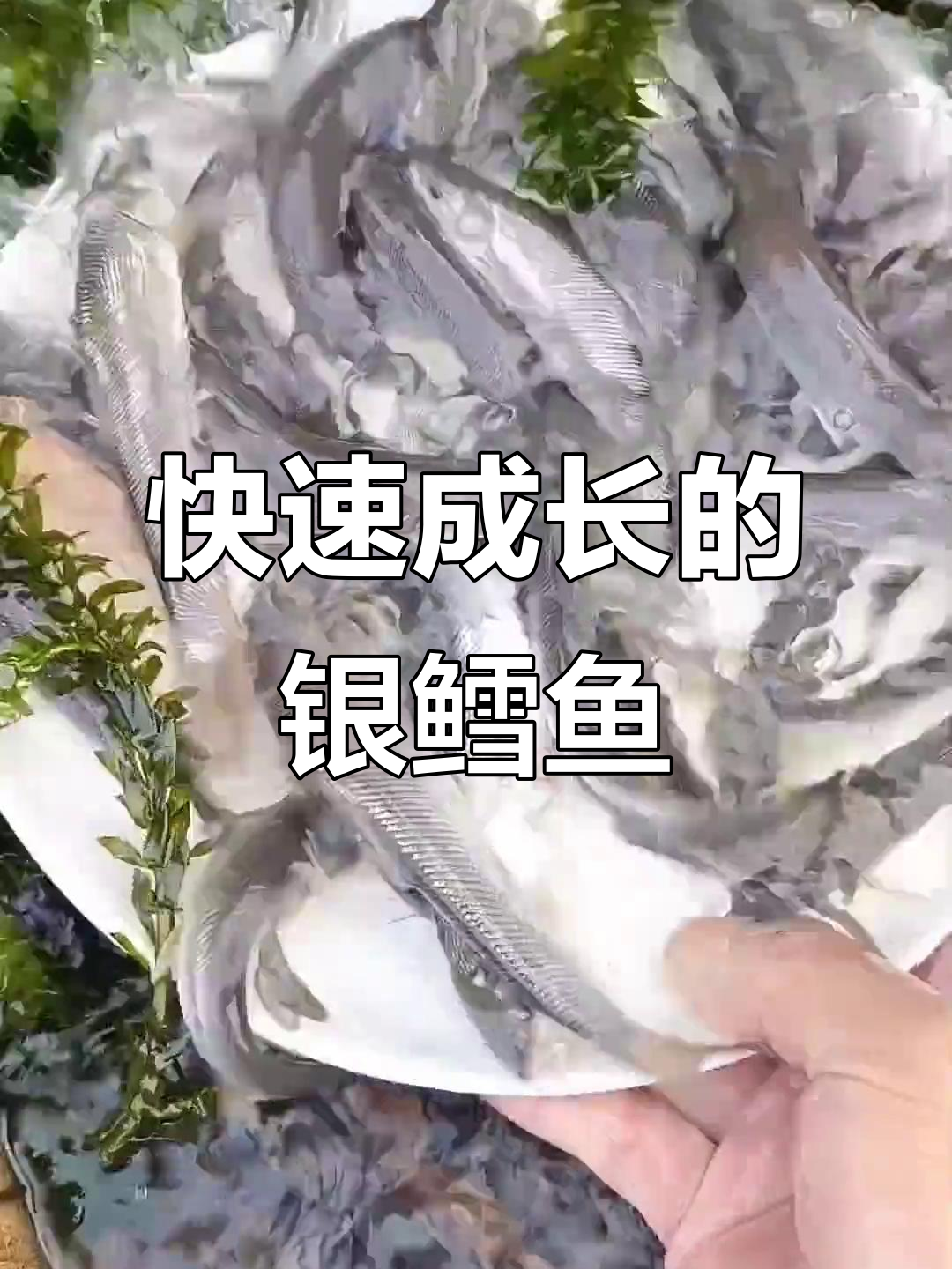 淡水银鳕鱼,草食为主,生长迅速可达20斤