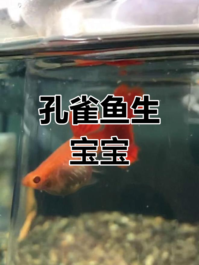 孔雀鱼生产全过程揭秘,小鱼诞生!
