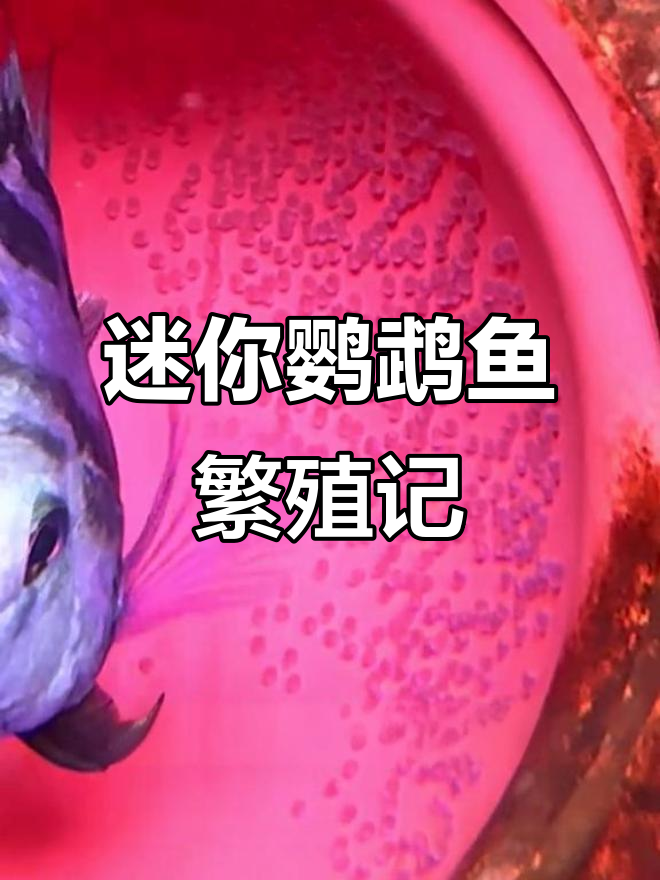 迷你鹦鹉鱼半个月又产卵,小鱼起飞前需隔离保护