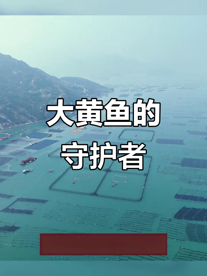 闽东大黄鱼养殖,插杆围网保护自然生长