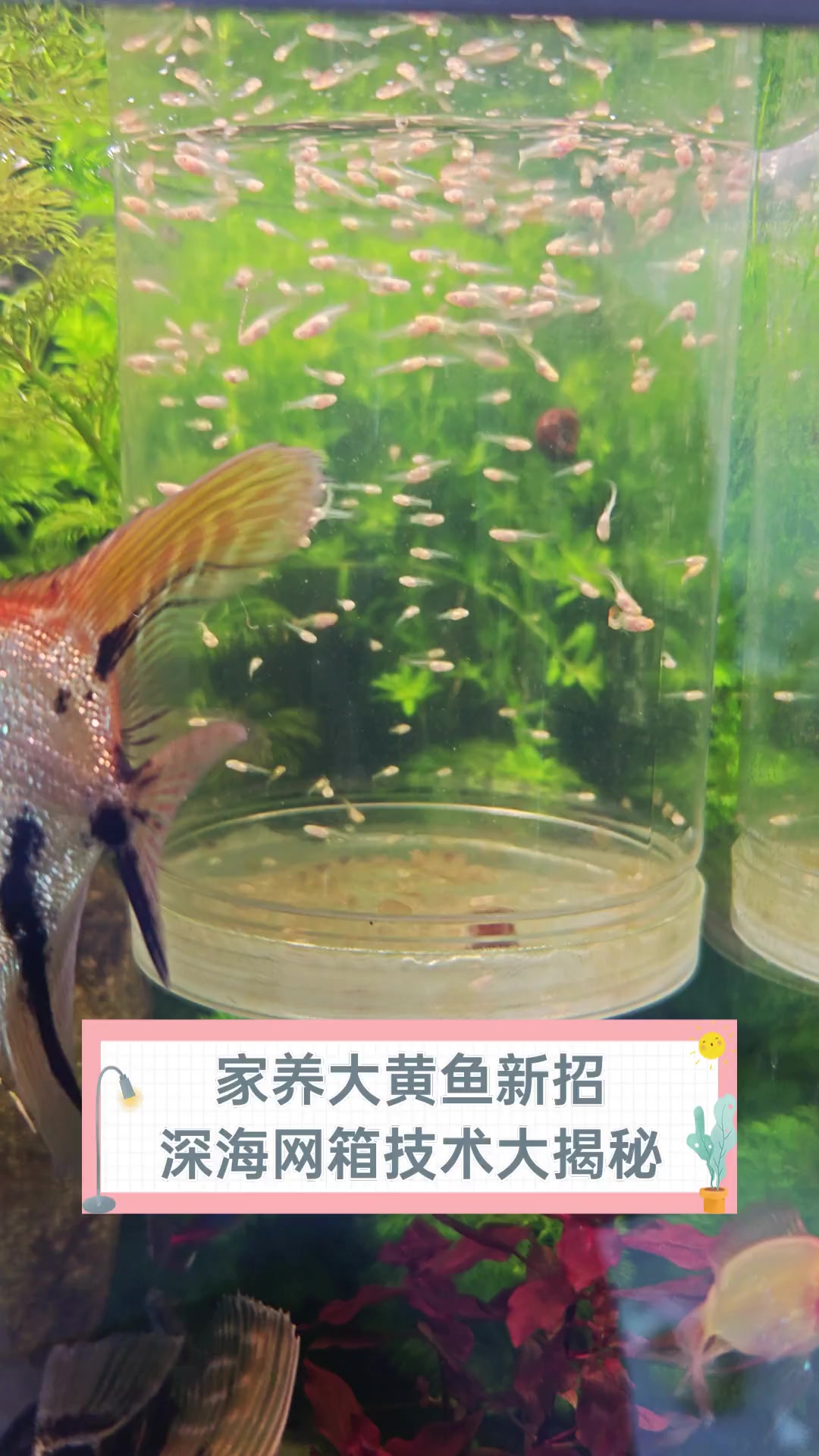 家养大黄鱼新招,深海网箱技术大揭秘