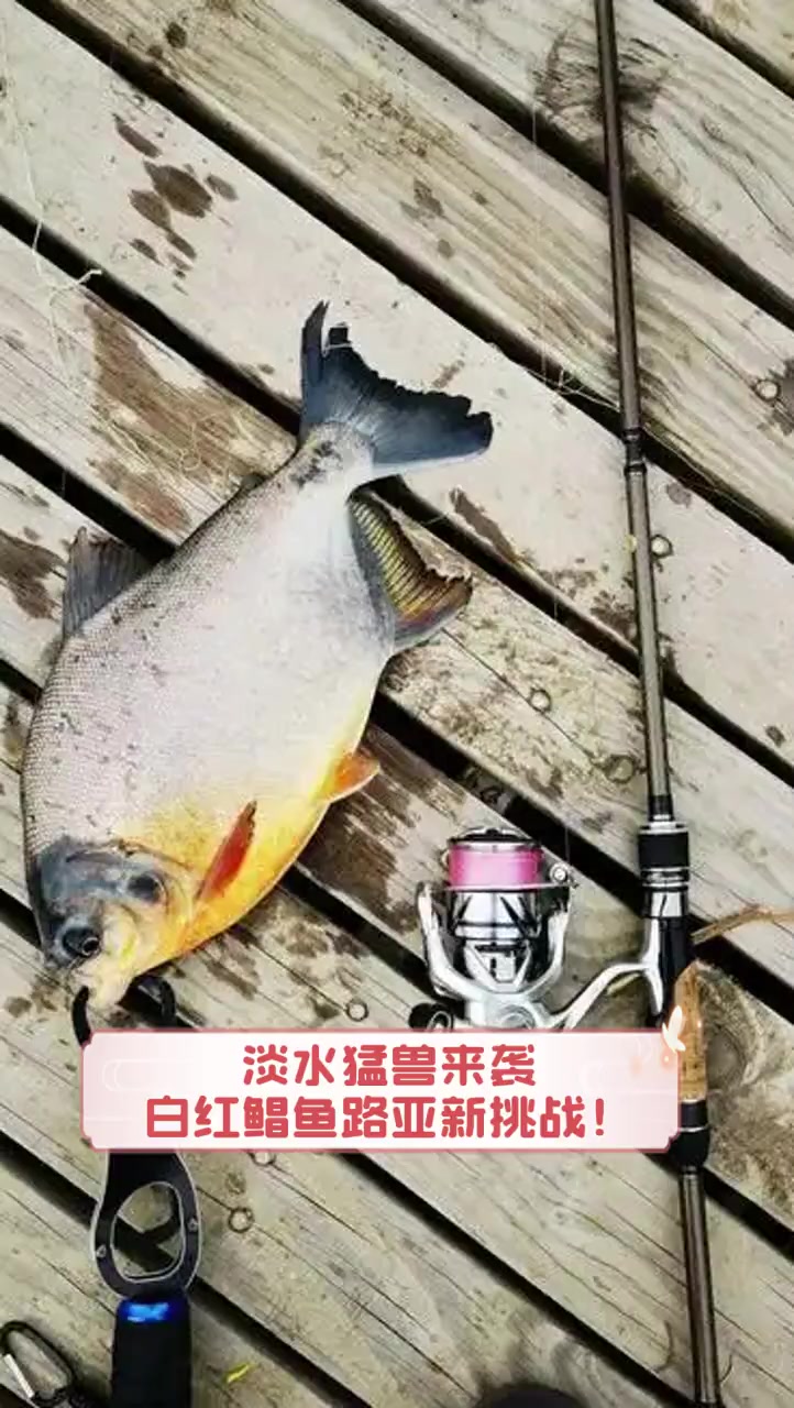 淡水猛兽来袭,白红鲳鱼路亚新挑战!