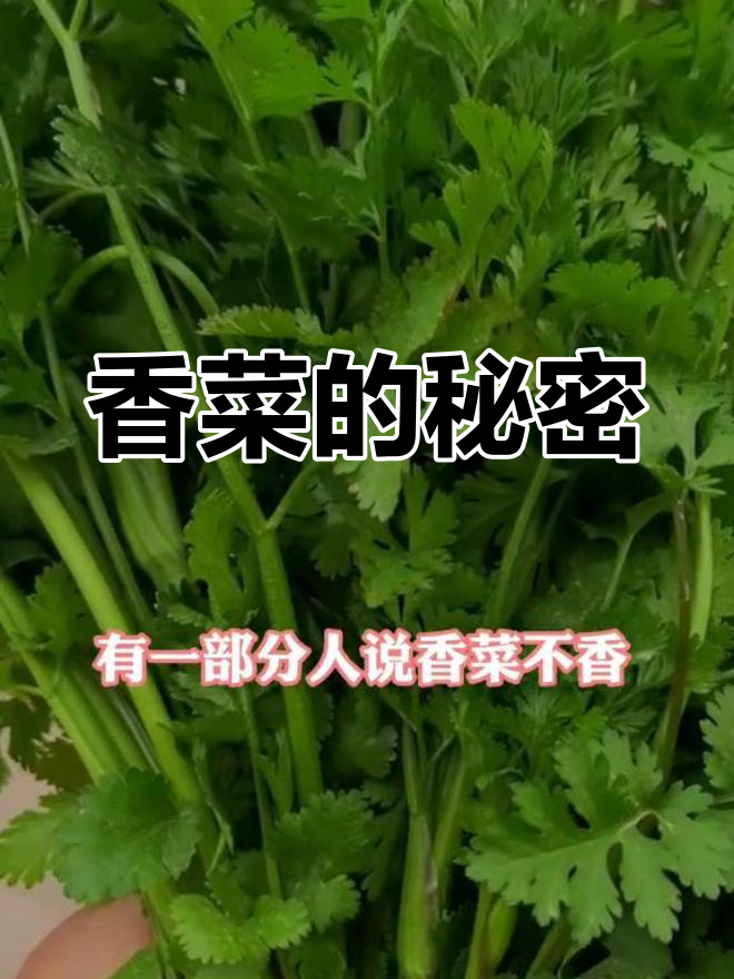 香菜香气扑鼻,原来它有个不常见的名字——芫荽