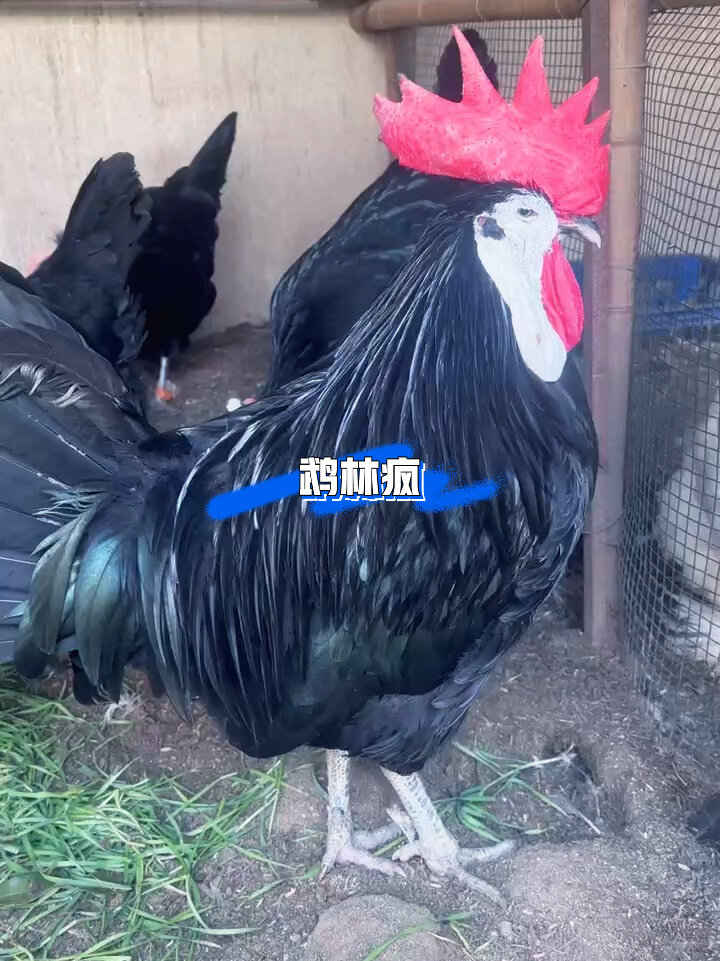 西班牙白脸鸡也叫小丑鸡