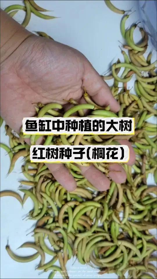 海缸 鱼缸中种植的大树,红树种子(桐花) 海水鱼珊瑚 小丑鱼繁殖 海缸日记 海水鱼 海缸