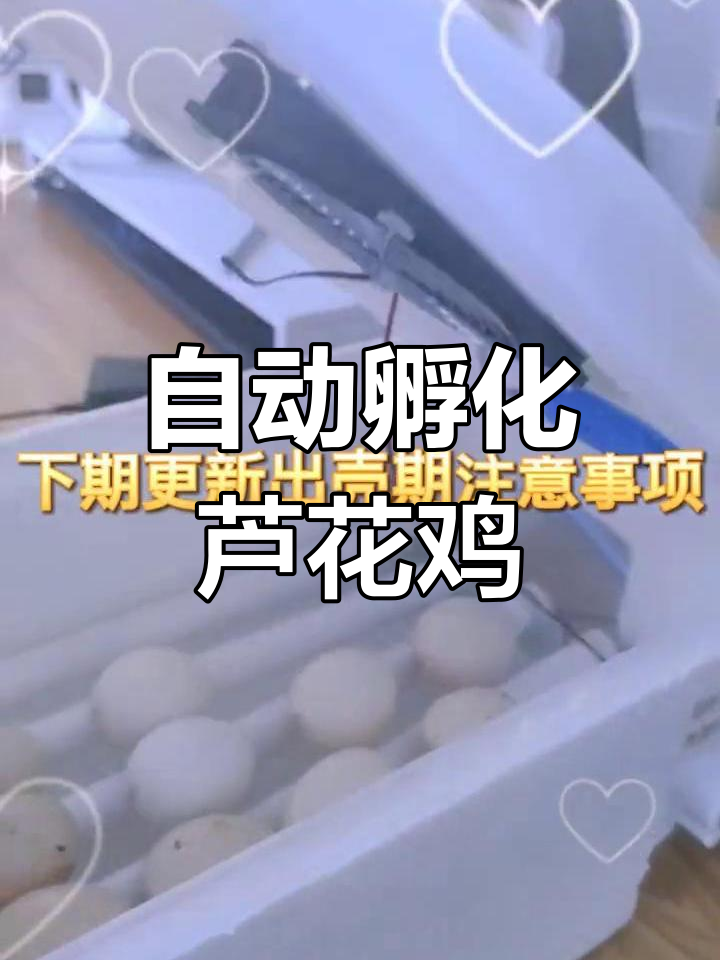 芦花鸡人工孵化全过程,照蛋器与受精判断