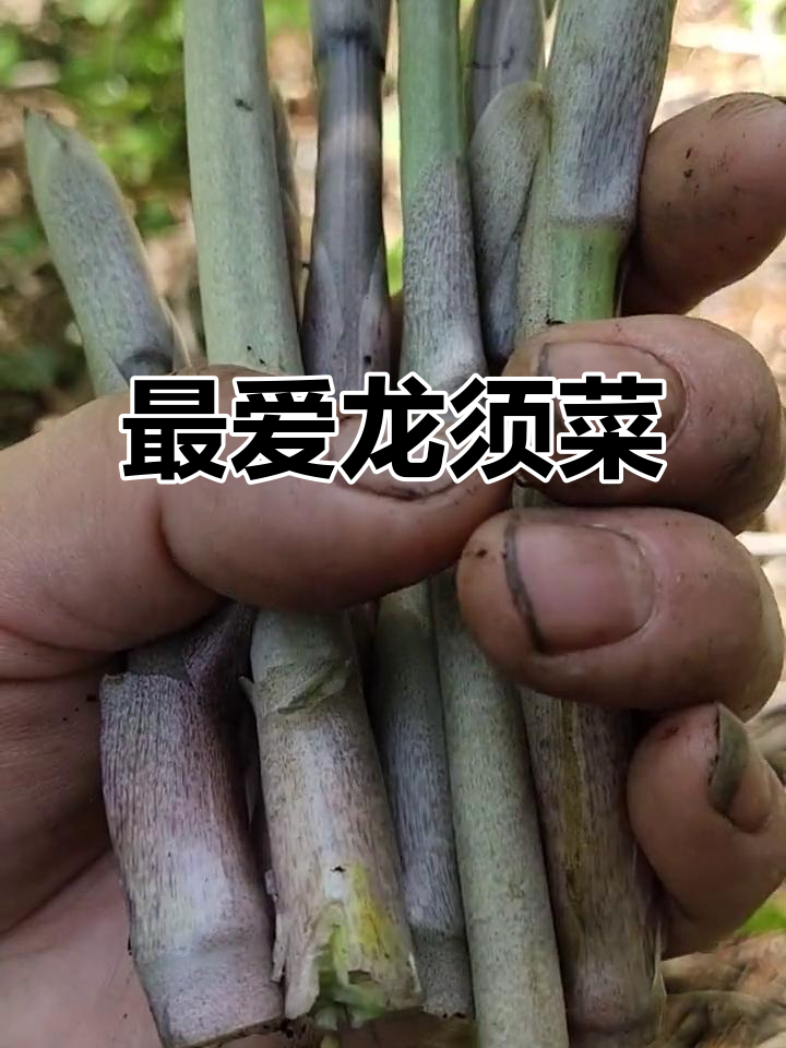 龙须菜炒鸡蛋,山里最爱的美味