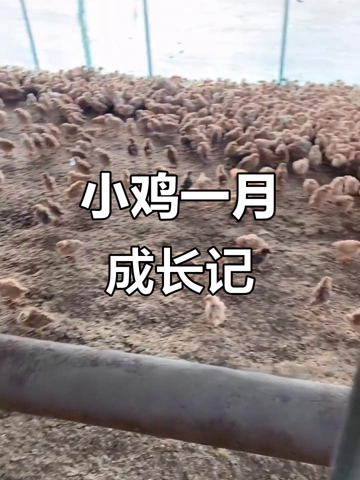 土鸡生长周期揭秘：一个月的小鸡能长多大？