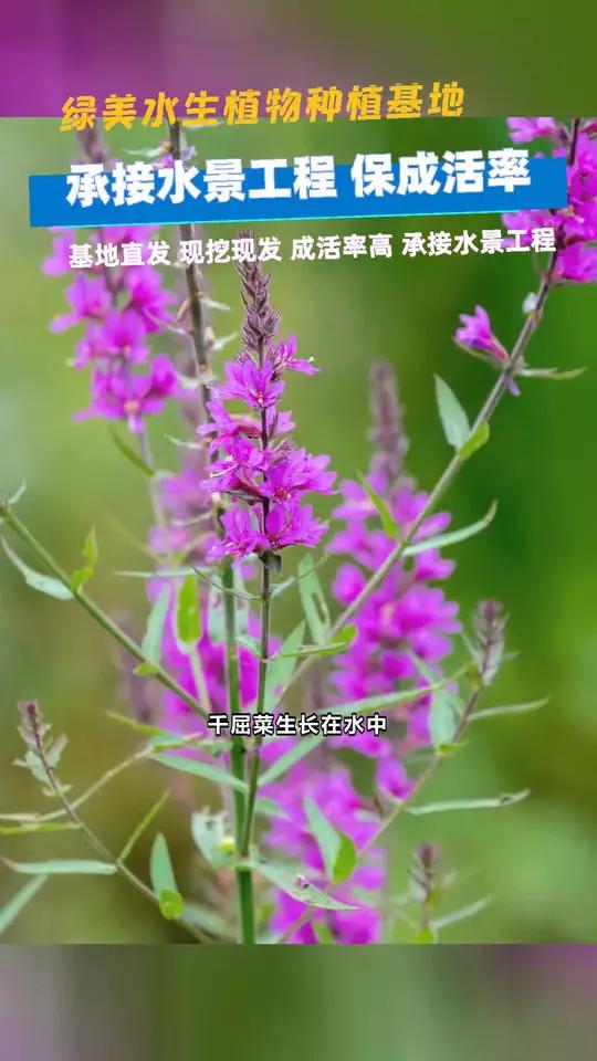 南充市千屈菜哪家好 仙桃市批发千屈菜 盘锦市千屈菜品牌厂家千屈菜多少钱 凉山州千屈菜批发